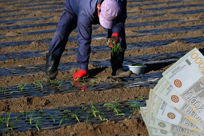 Njiva, farmer, sadnice, čovek, dinari