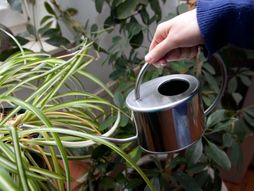 Biljka pauk, zeleni ljiljan