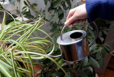 Biljka pauk, zeleni ljiljan