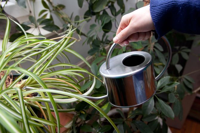 Biljka pauk, zeleni ljiljan