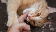 Čoveka ugrizla mačka, usledio je potpuni pakao: U devet dana imao ŠEST OPERACIJA!