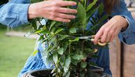 Lovorov list je zdraviji nego što mislite: Kako da ga uzgajate kod kuće, korak po korak