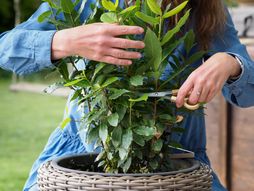 lovor, lovorov list, lovorovo drvo