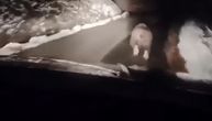 Medved istrčao na put kod Bijelog polja: Poslat hitan apel svim vozačima, pogledajte snimak