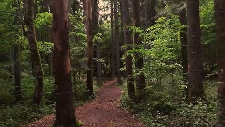 Nacionalni park Tara, Bajina Bašta