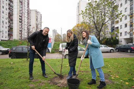 Carlsberg Srbija, Posadi svoj hlad