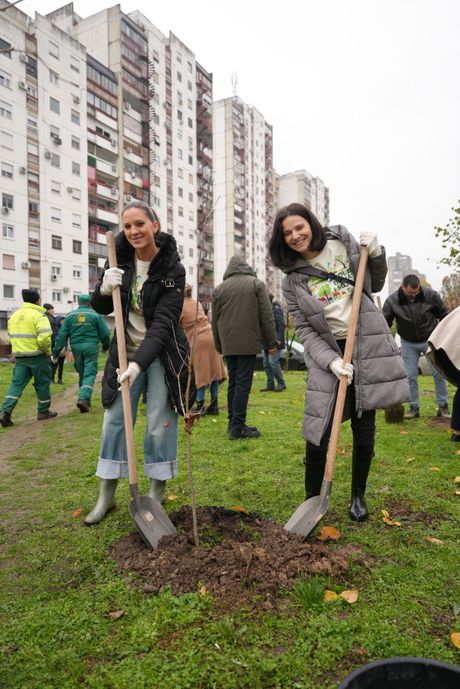Carlsberg Srbija, Posadi svoj hlad