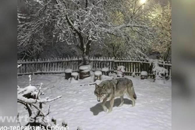 Vukovi u srpskom selu