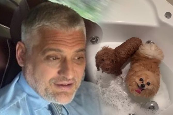 Čeda Jovanović, psi