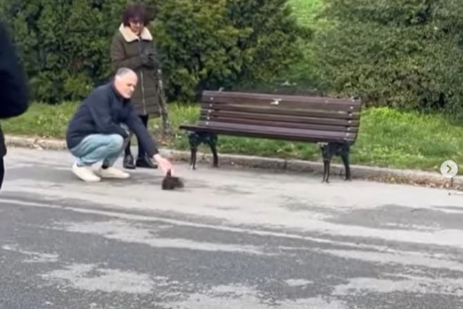 Veverica na Kalemegdanu