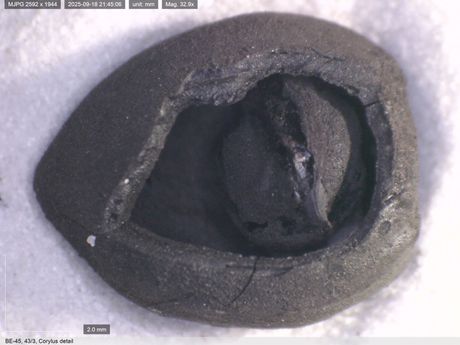 Kultura hleba u Turskoj