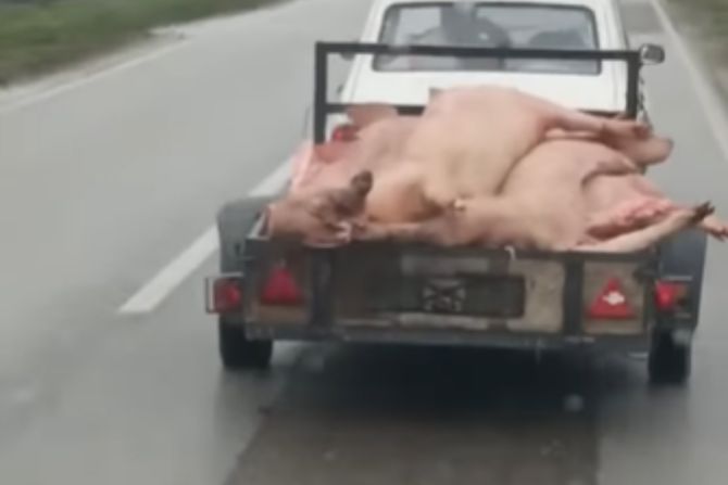 Mrtve svinje u prikolici