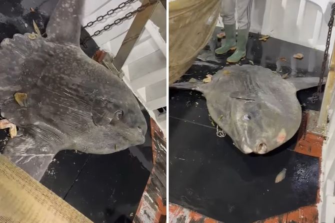 Spasavanje Mola mola