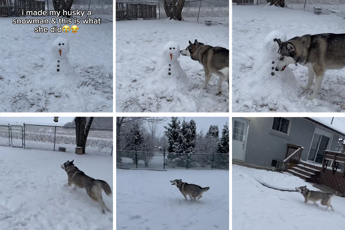 Vlasnica napravila Sneška za svog psa: Haski neočekivano pokazao NEZAHVALNOST, evo i kako