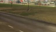 Opasna zver šetala Novim Sadom! Izgledala dezorijentisano, u OVOM slučaju može da bude kobna po ljude