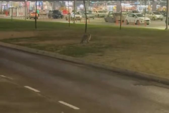 Lisica šetala Novim Sadom