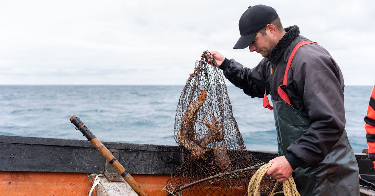 One of the most poisonous fish in the world caught in the Adriatic: If you eat it, you can die! Here's what it looks like