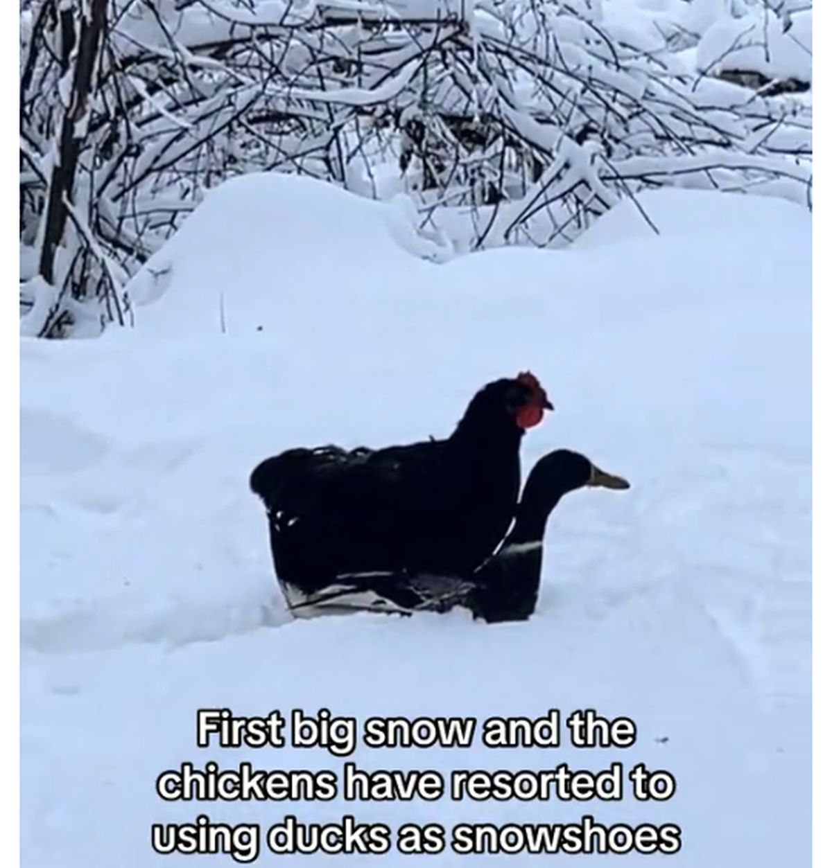 Šašavi snimak zime na farmi: Kokoške sede na leđima pataka i prelaze sneg, snimak gledalo tri miliona ljudi