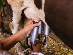 krava, štala, mleko