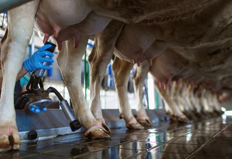 krava, štala, mleko