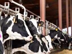 krava, štala, mleko