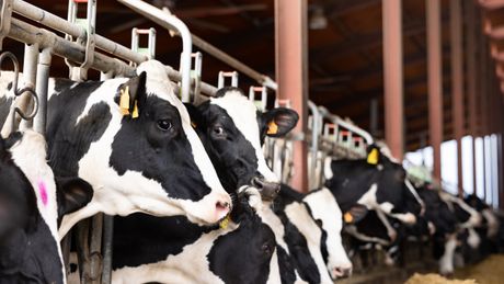 krava, štala, mleko