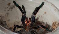 Držao 150 tarantula kao ljubimce: Evo šta su nadležni zatekli u kući - da se naježiš!