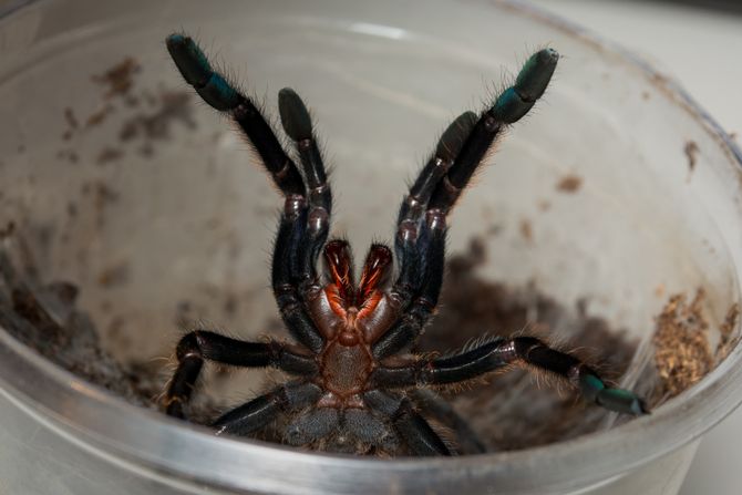 tarantula