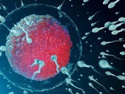 spermatozoidi i jajna celija