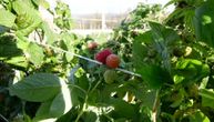 Smena generacija u Arilju: Mladi voćari tehnologijom i znanjem menjaju budućnost "crvenog zlata"