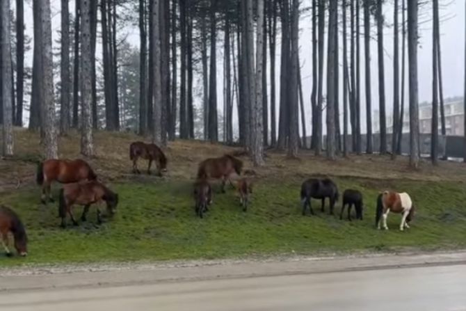 Konji slobodno šetali na Zlatiboru pored turista