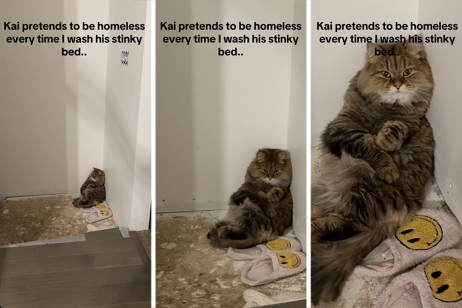 Mačak glumi da je beskućnik: Sibirac Kaj izigrava mučenika kad god njegova vlasnica radi OVO