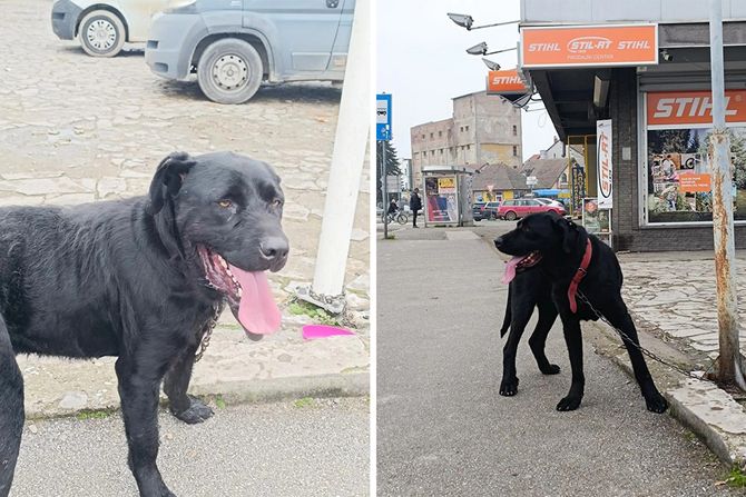 Na kamickom mostu ostavljen pas