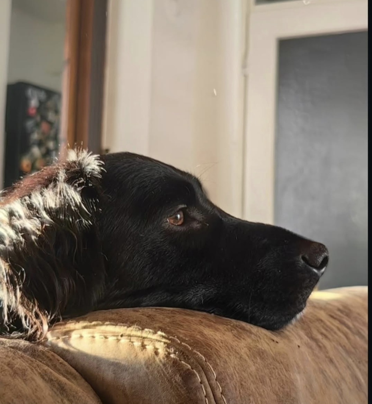 Pas Gruja napisao novogodišnje pismo Deda Mrazu: Da li ćete vi biti njegova sreća u 2026. godini?