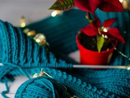 božićna zvezda, biljka, biljke, cvet, crveni cvet