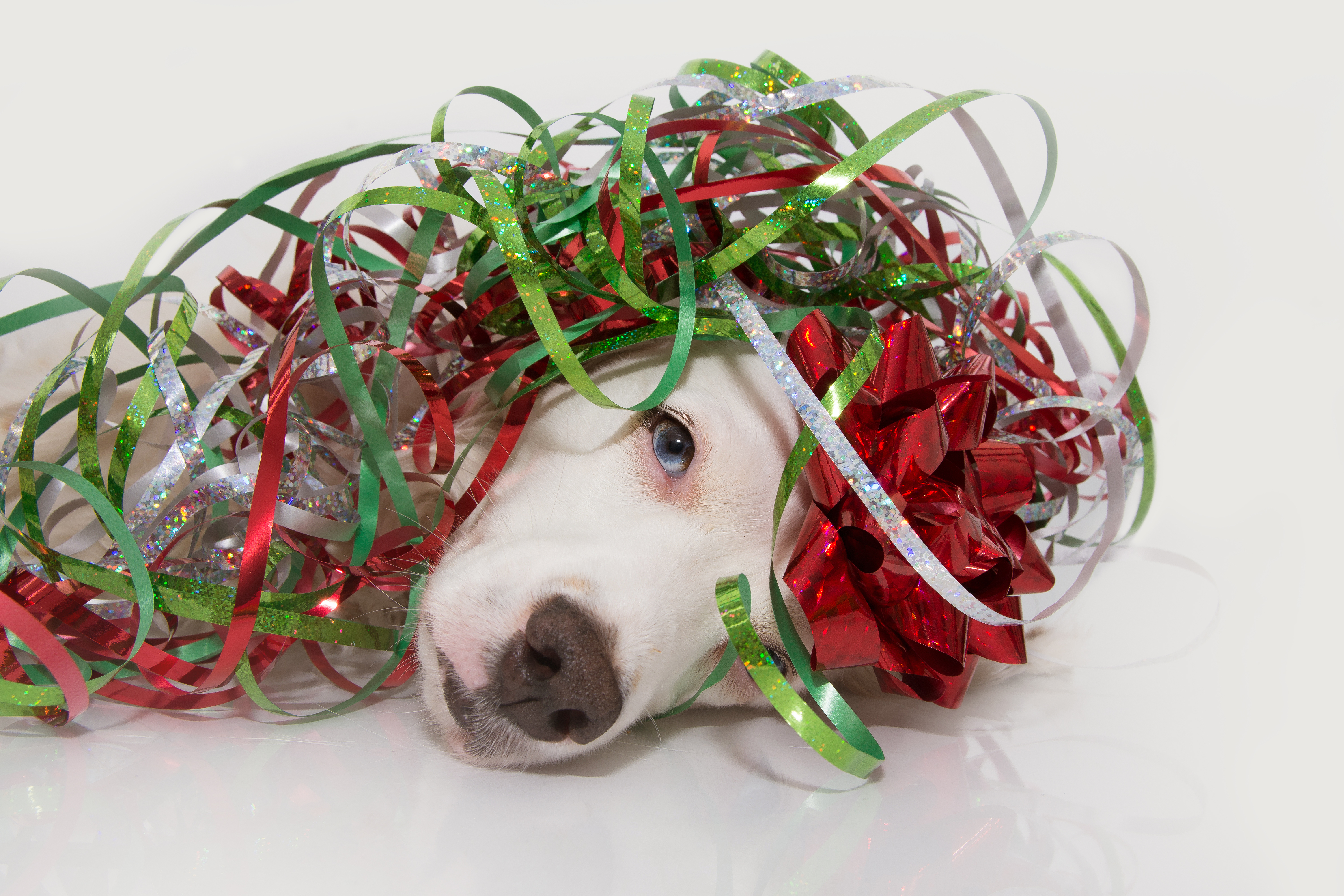 Rizičan praznični izazov sa mreža: Vlasnici podležu novom trendu na koji ljubimac reaguje "zamrzavanjem"