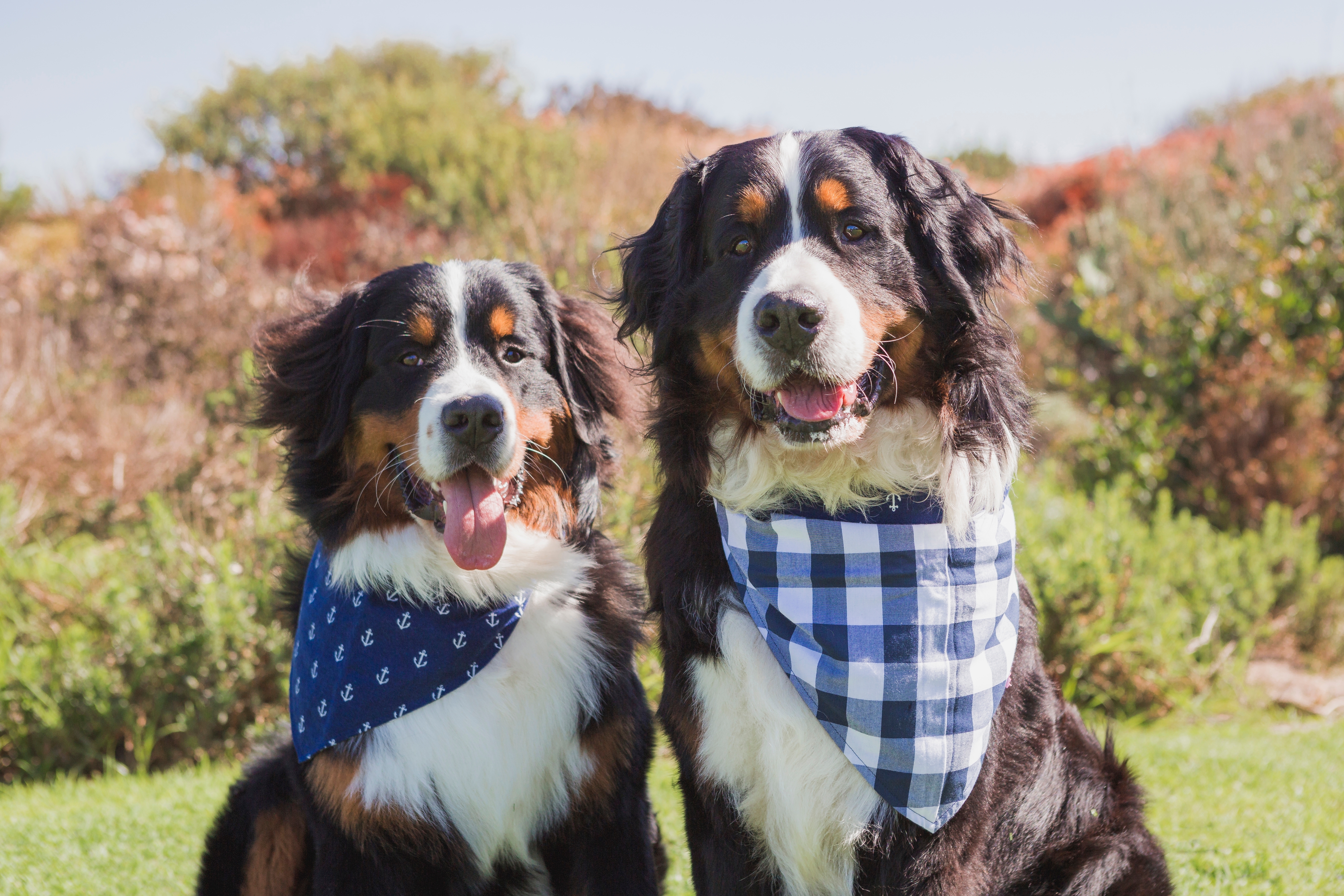 Od 2026. sever Italije uvodi porez na pse: Boravišna taksa 1,50 evra po noći, lokalci plaćaju godišnju naknadu