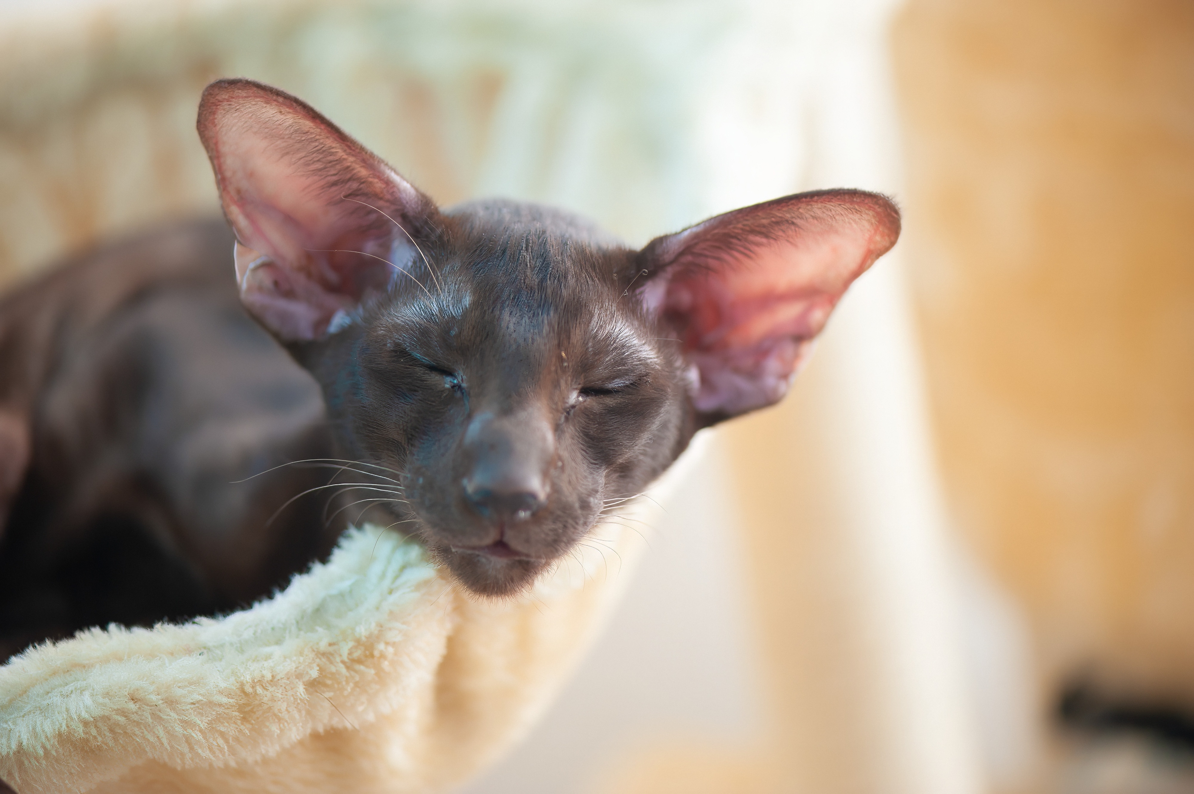 Henrijev džep: Neobičan kožni dodatak na ušima mačaka sa funkcijom za koju nauka nema dokaza