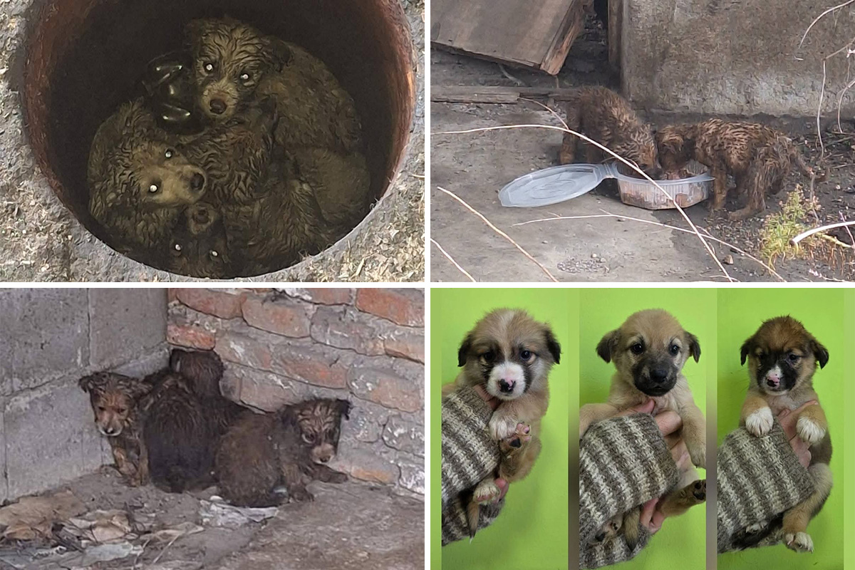 Štenci iz Negotina spaseni iz kanala punog ulja i vode: Lutaju krugom napuštene fabrike i traže dom