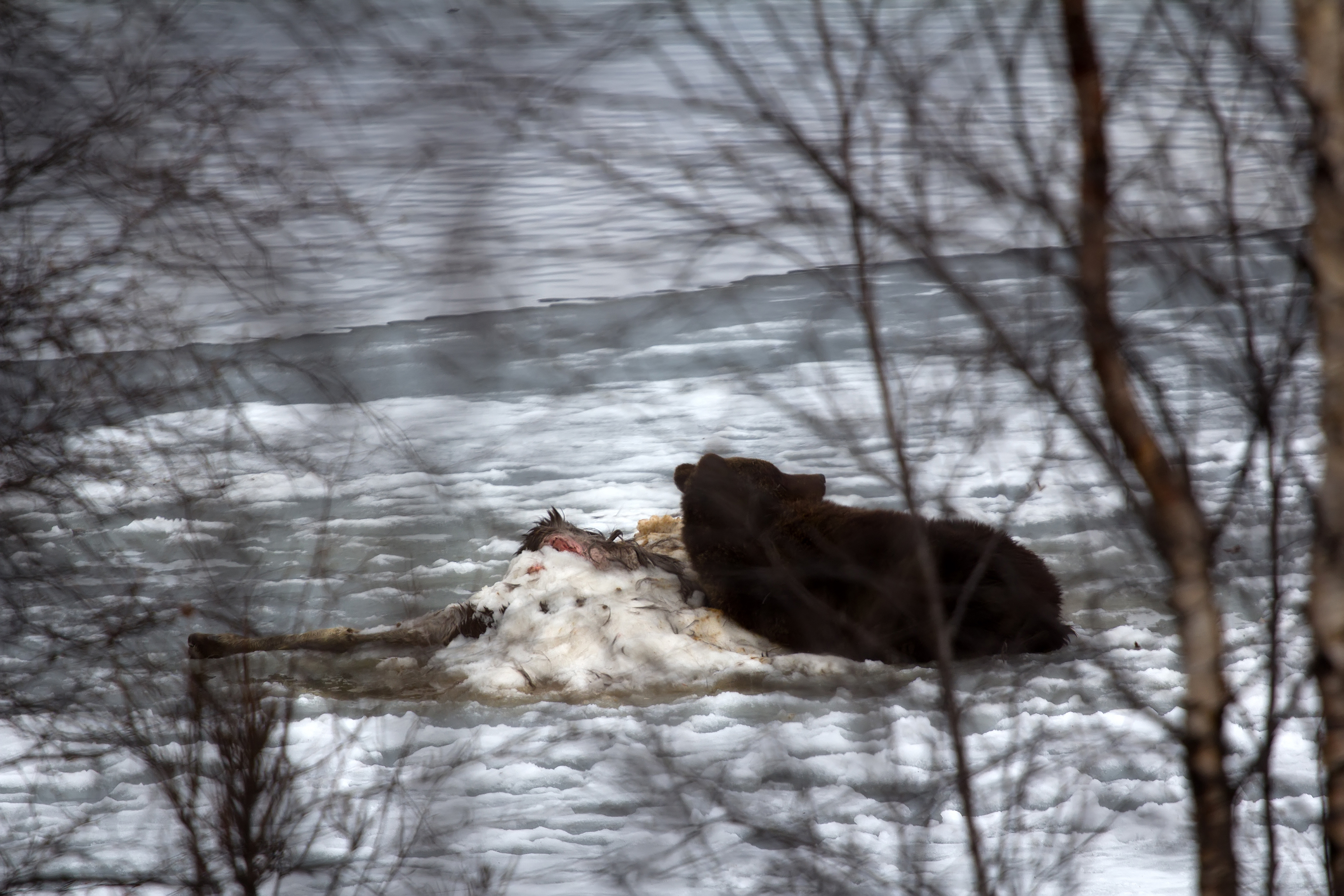 STRAVA I UŽAS Pametni sat snimio šta se desilo planinaru nakon NAPADA MEDVEDA: Odvukao ga u šumu, a onda...