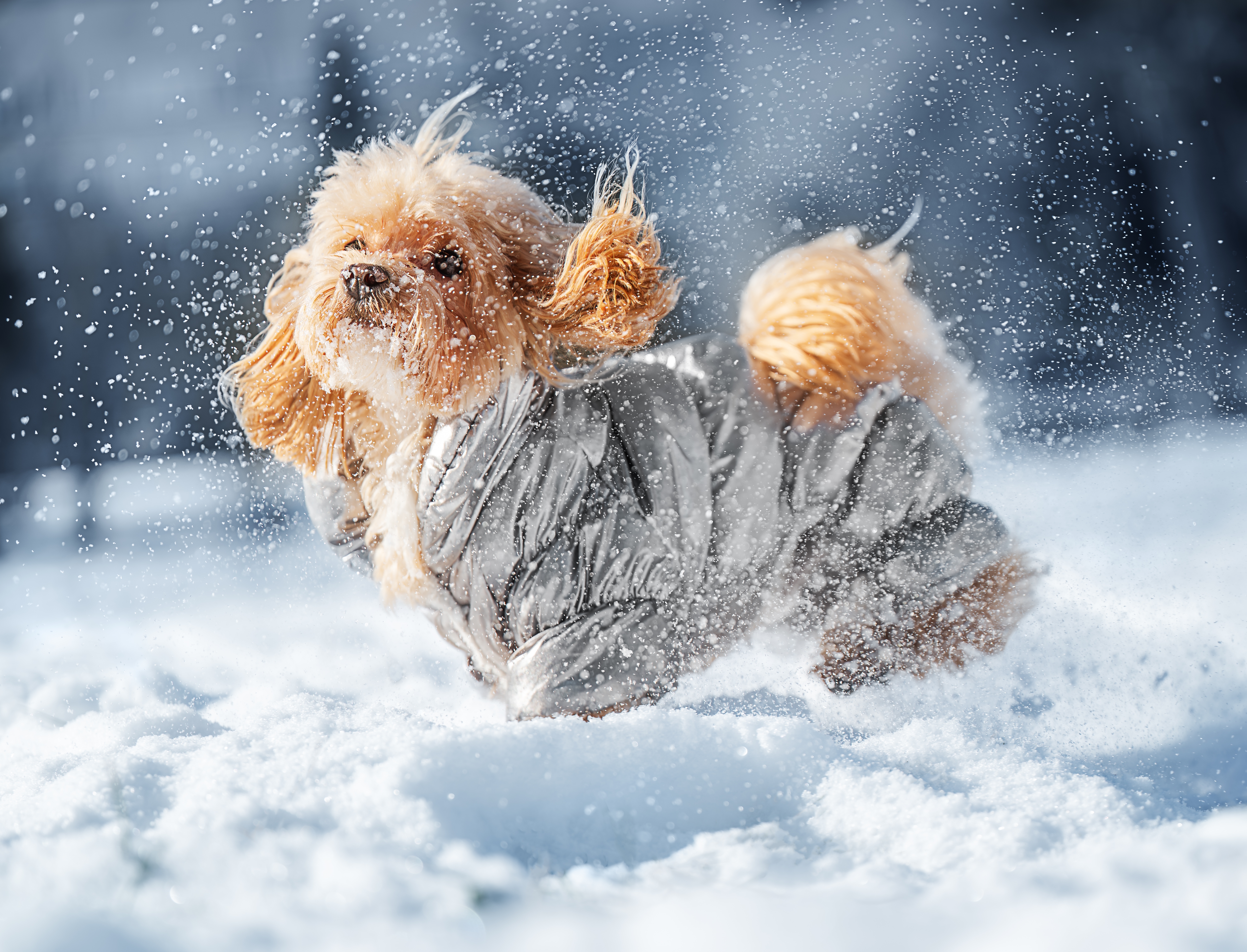 Kako zaštititi kućne ljubimce tokom zime: Hladnoća, so, antifriz i drugi skriveni RIZICI SNEŽNIH DANA