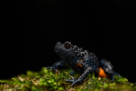 Žaba, Melanobatrachus