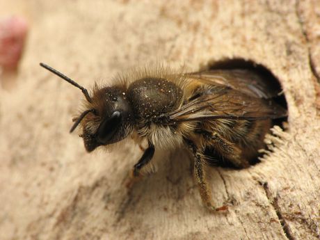pčela Osmia cornifrons, ulaz u gnezdo