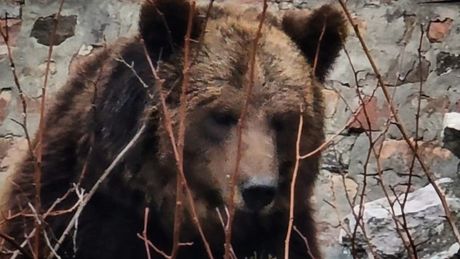 Mrki medvedi, Beo Zoo Vrt