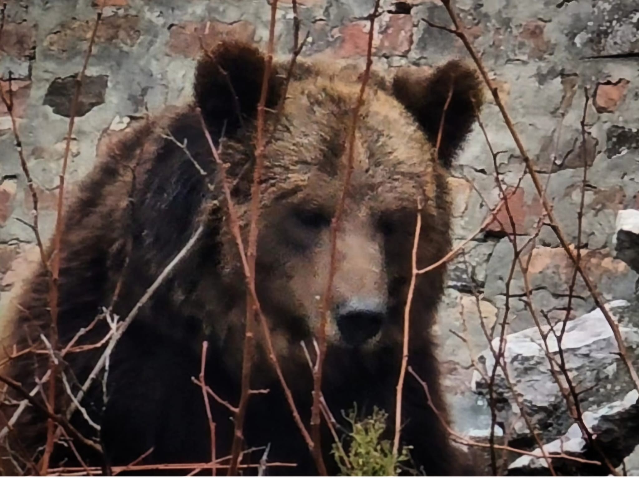 Medved Miša iz jagodinskog Zoo vrta dobio poseban tretman zbog tropskog talasa: Ni njemu nije lako