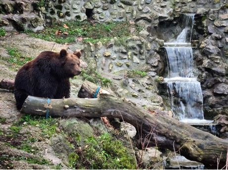 Mrki medvedi, Beo Zoo Vrt