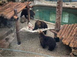 Mrki medvedi, Beo Zoo Vrt