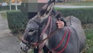 Vratite Cvetu! Dečak pati zbog ukradene ljubimice, neko je isekao žicu i odveo njegovo magare iz dvorišta