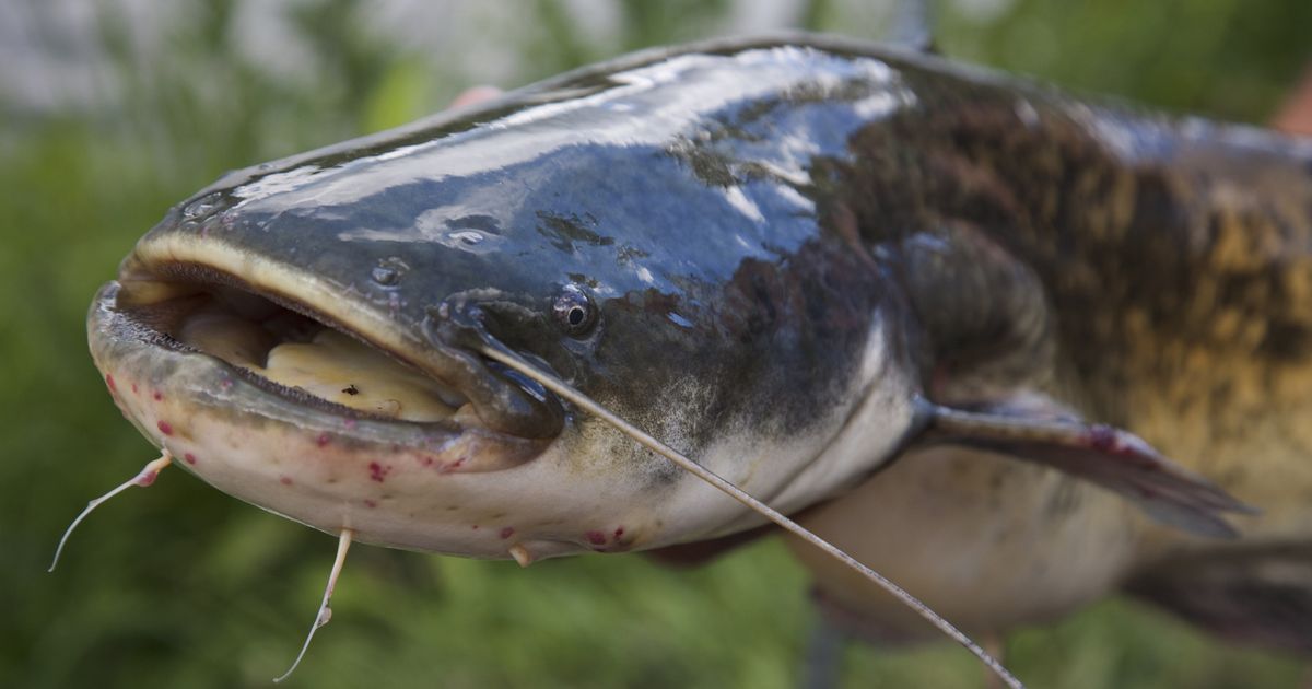 U pritoci Dunava krila se čudna zverka! Kad se Draženu zatresla udica, ugledao je nešto nestvarno