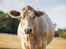 šarole, krava, krave